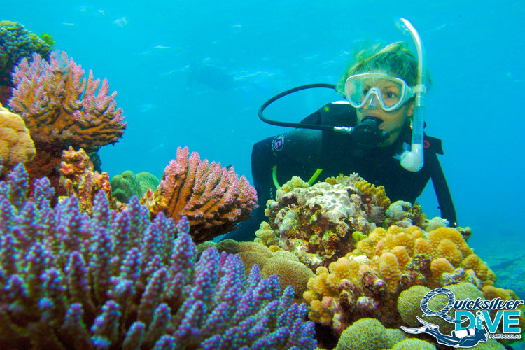 Quicksilver Dive